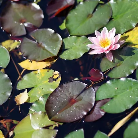 Perbersdorfer Heuriger Neuhofen an der Ybbs
