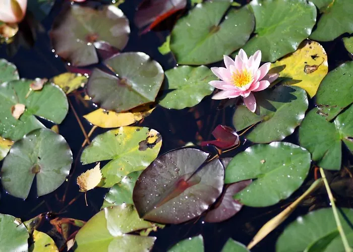 Perbersdorfer Heuriger Neuhofen an der Ybbs